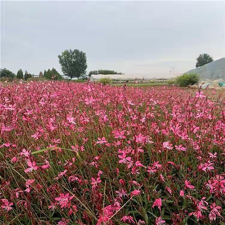 青州山桃草批發(fā)基地