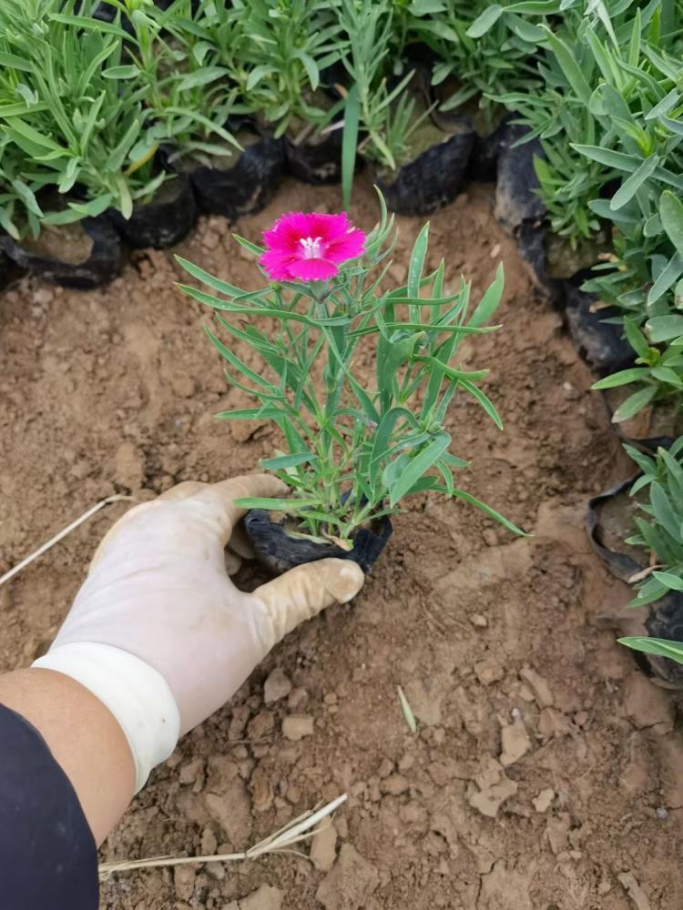 五彩石竹種植批發(fā)基地