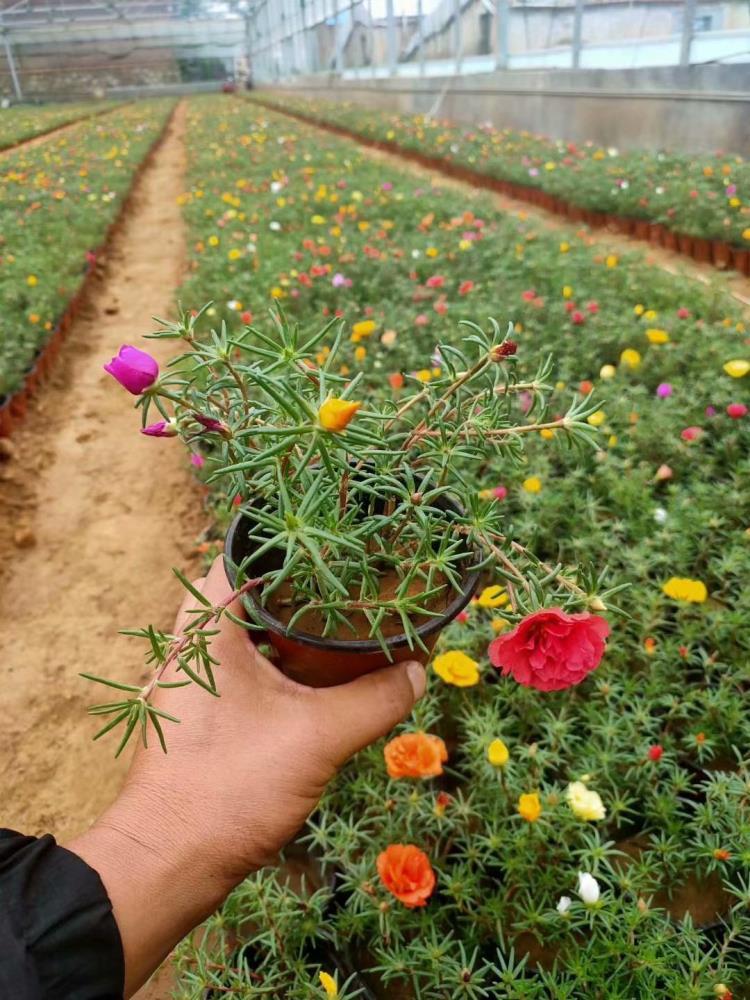 青州太陽(yáng)花批發(fā)基地