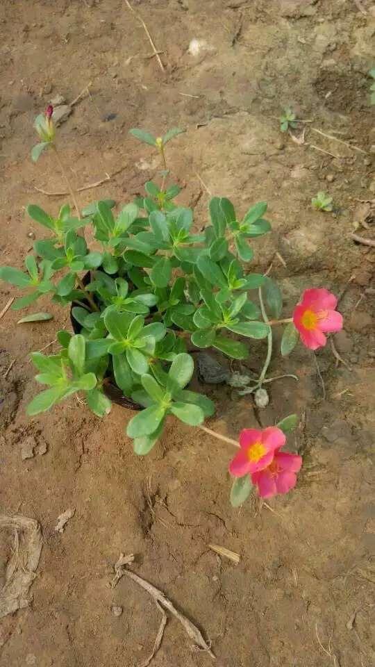 草花太陽花基地