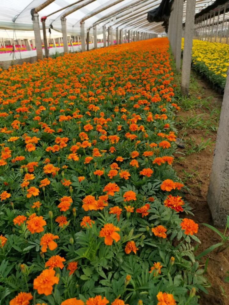 孔雀草批發(fā)基地 草花孔雀草批發(fā)基地