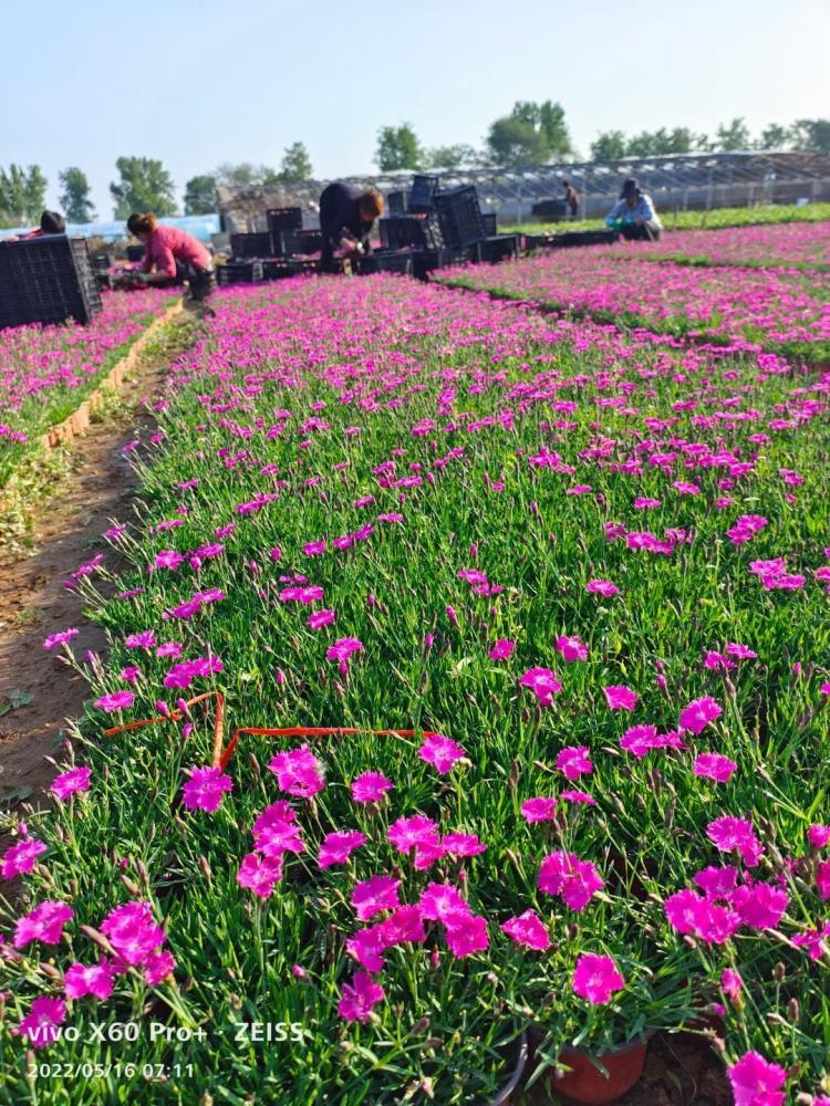 歐石竹綠化苗種植基地