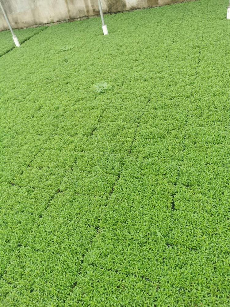 山東五色草穴盤苗種植基地