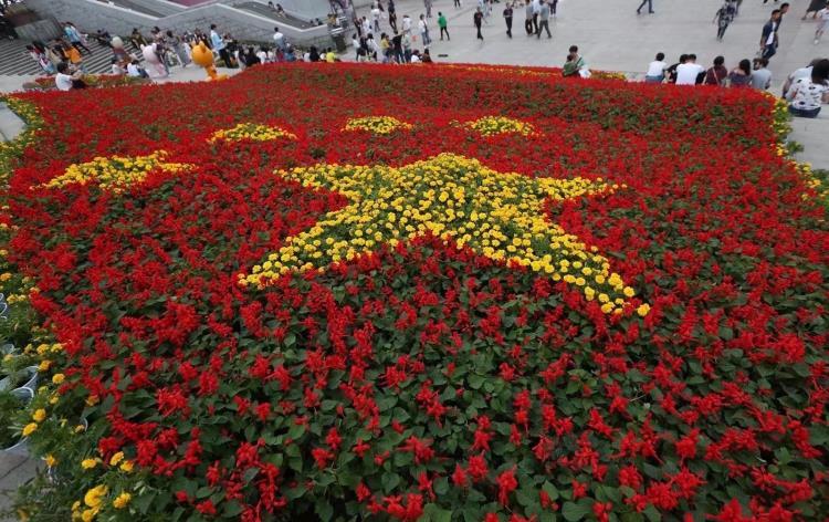 山東草花一串紅種植批發(fā)基地