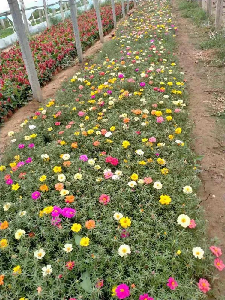 太阳花批发 鄂尔多斯草花批发 太阳花批发基地