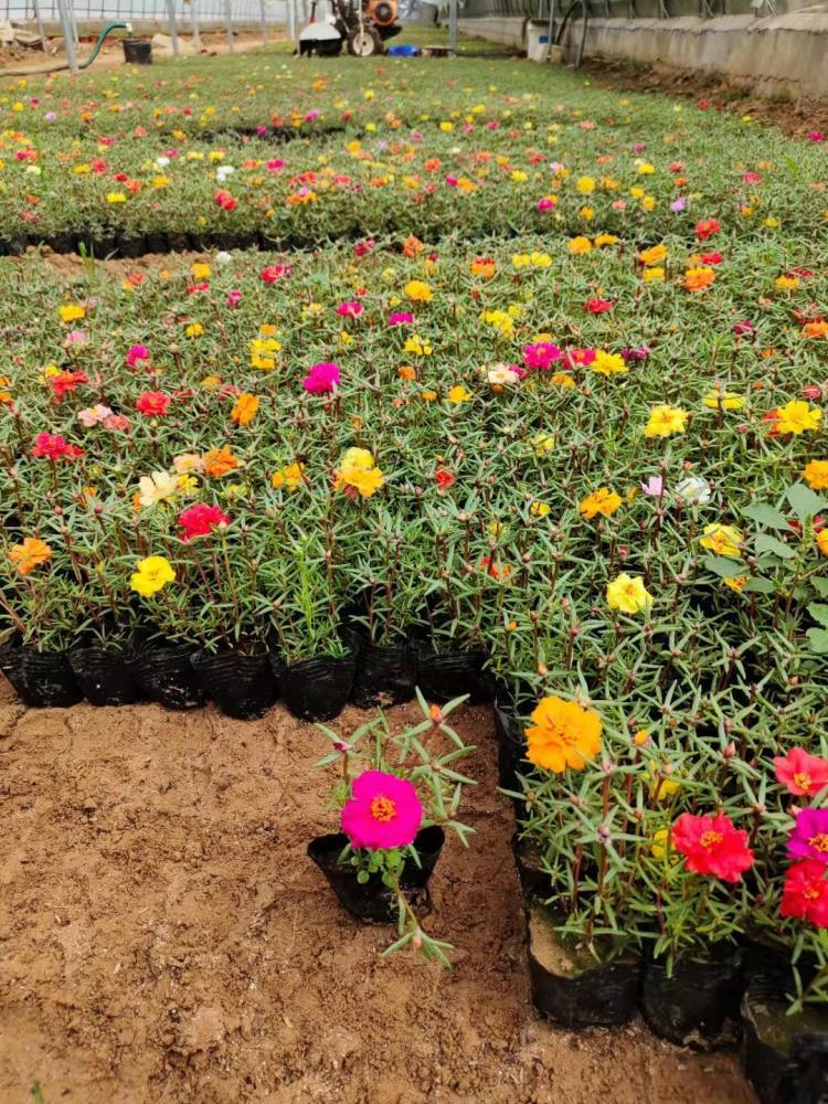 太阳花批发 鄂尔多斯草花批发 太阳花批发基地