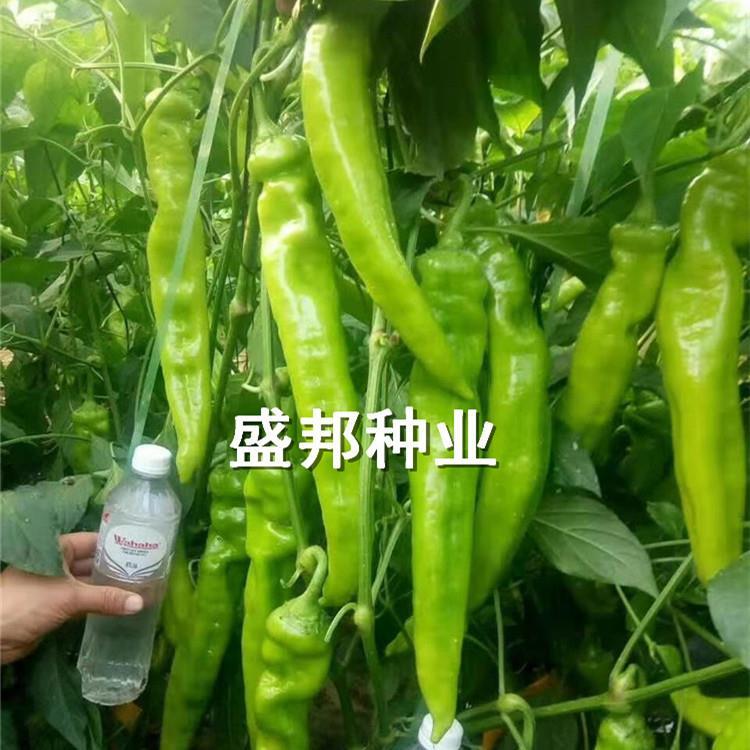 圣保罗辣椒苗 大羊角 中早熟品种  黄绿皮辣椒种子种苗