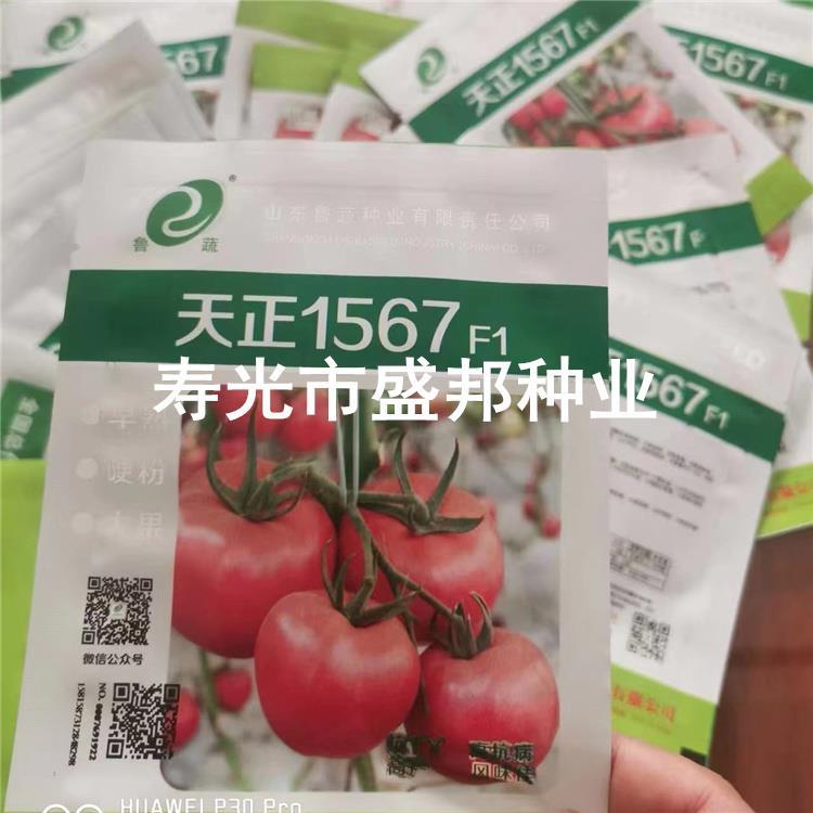 天正1567西红柿种子种苗  大果番茄苗 硬果 早熟