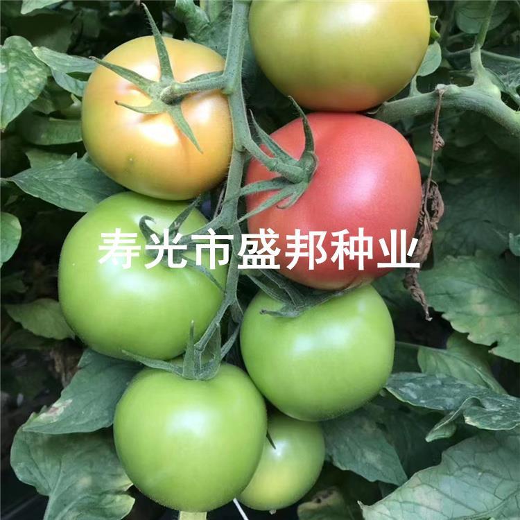 东风199越夏西红柿种子种苗  耐热粉果番茄  抗TY耐线虫