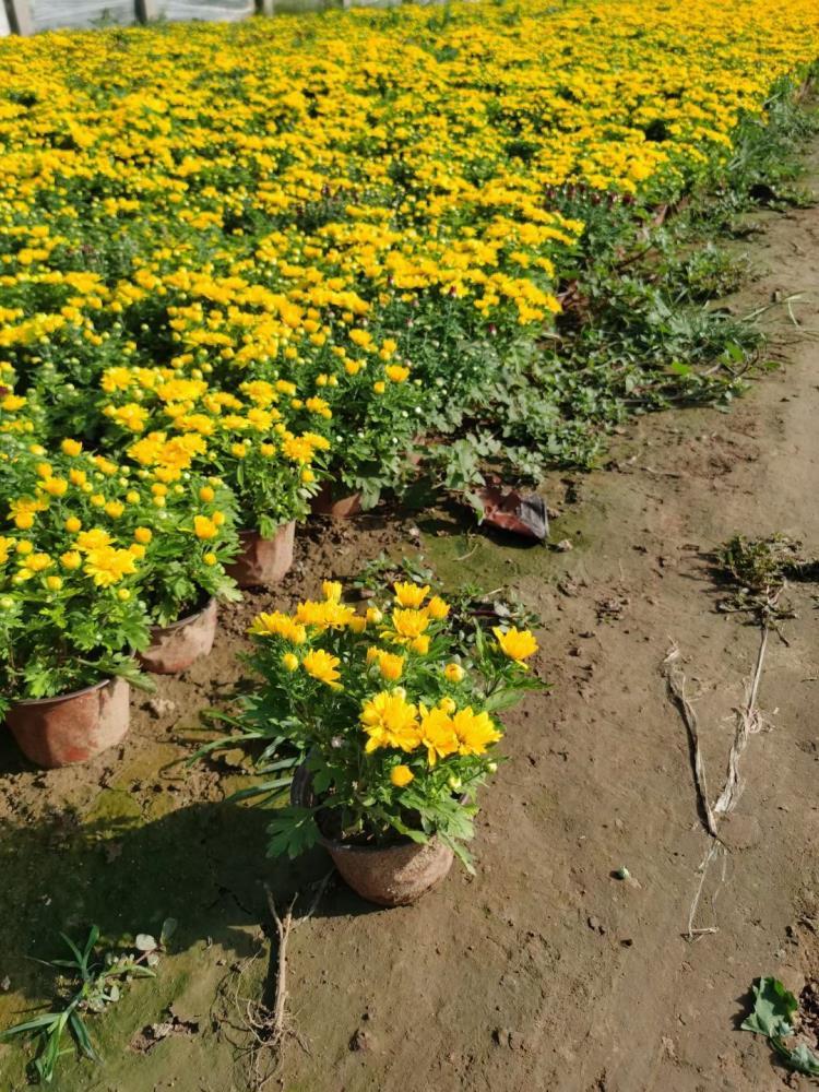 绿化草花国庆菊批发基地