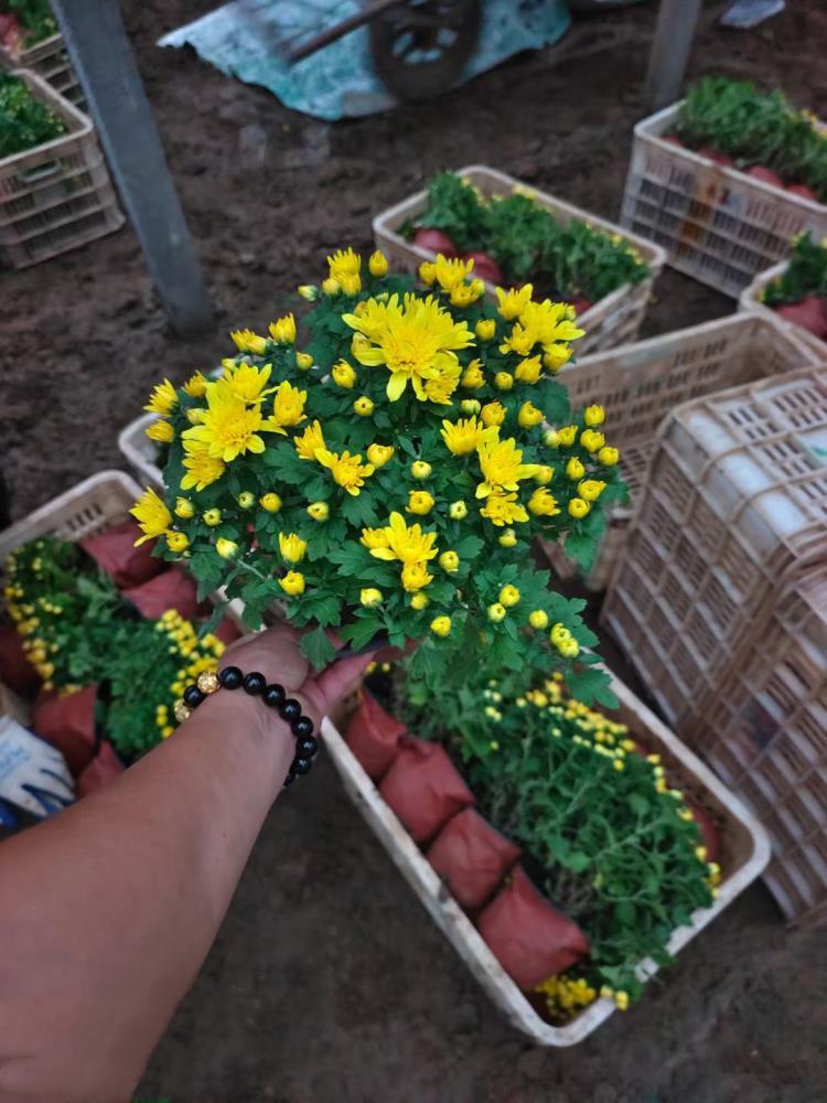 绿化草花国庆菊批发基地