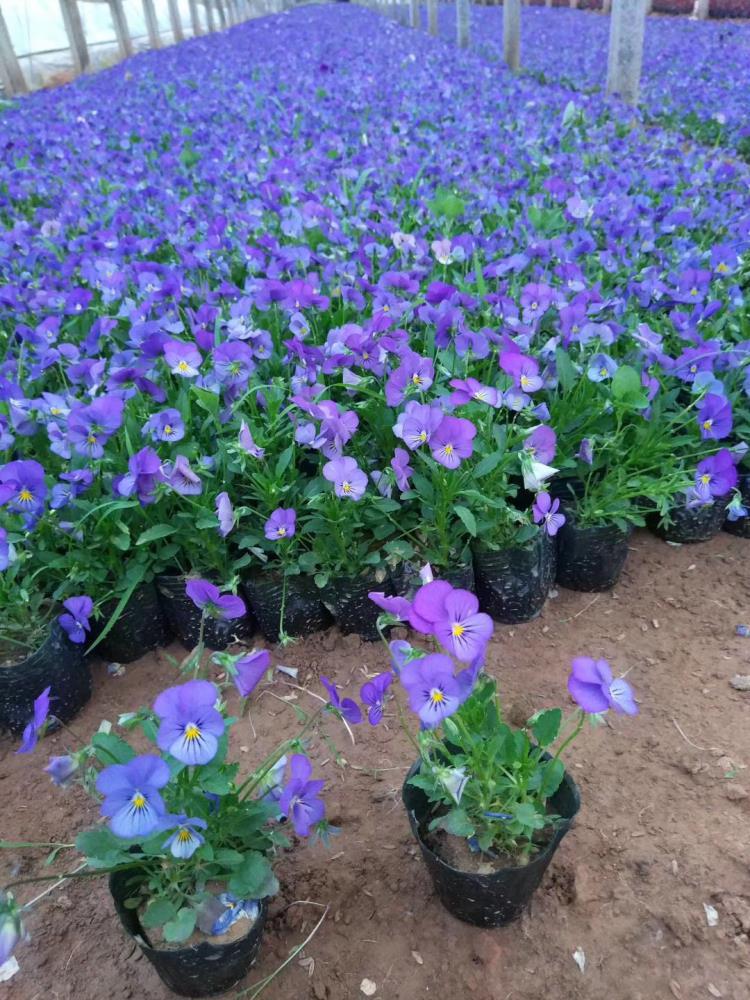 冬季耐寒草花种植基地