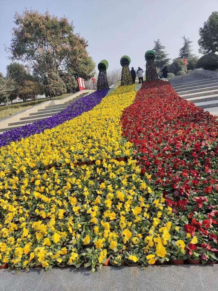 冬季耐寒草花批发基地 三色堇基地