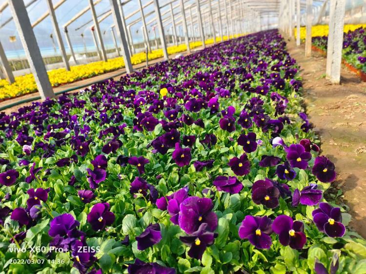 山东耐寒草花批发基地