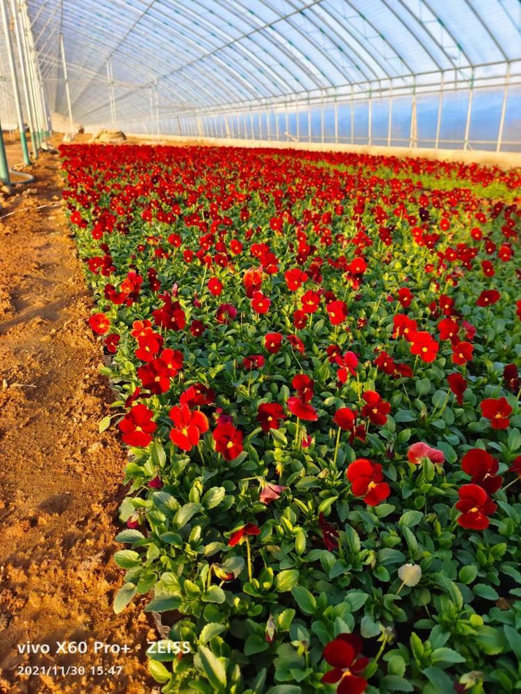 山东耐寒草花批发基地