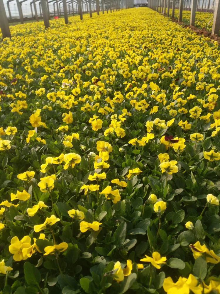 冬季草花角堇种植批发基地