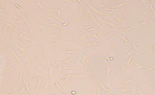 智立中特生物Ana-1小鼠巨噬細胞zl-056388