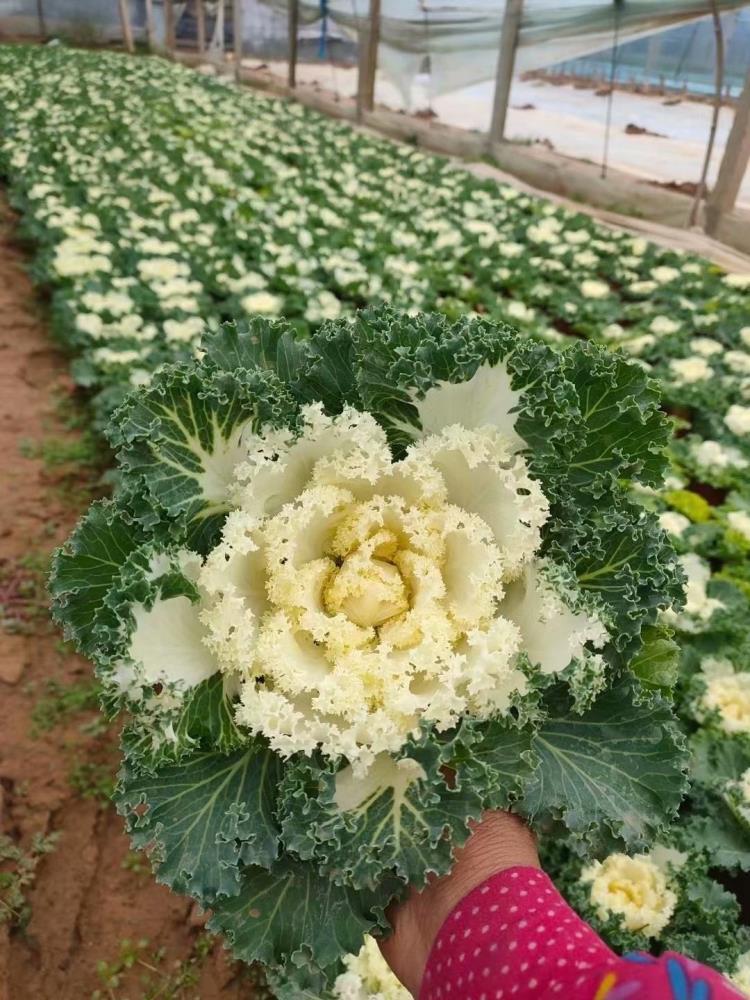 不怕凍的草花羽衣甘藍(lán)種植基地