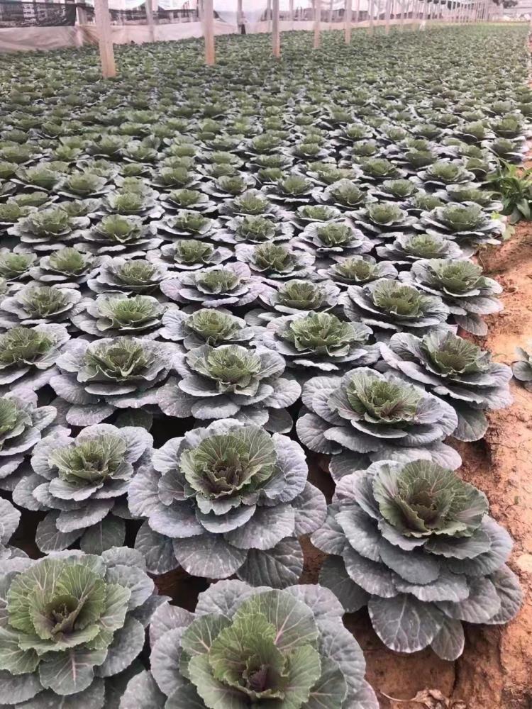 山东耐寒草花种植基地