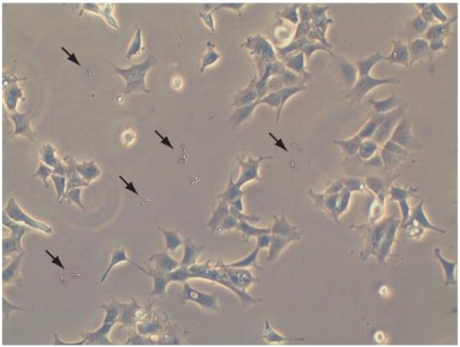 智立中特生物PK136小鼠X小鼠zl-056114