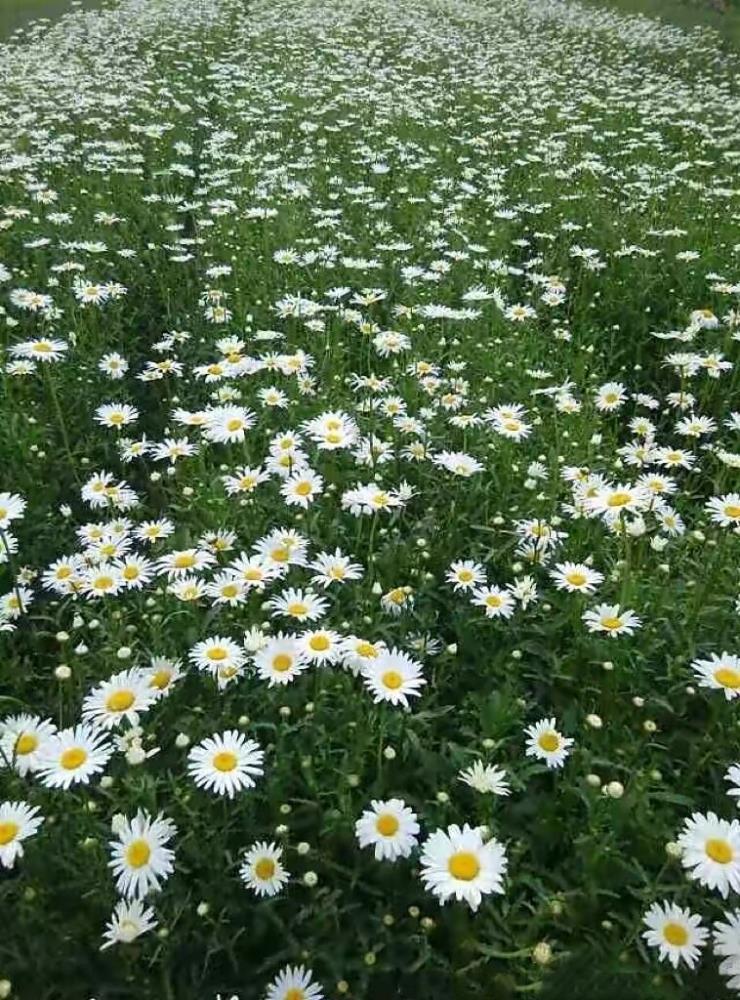 山东多年生花卉批发基地