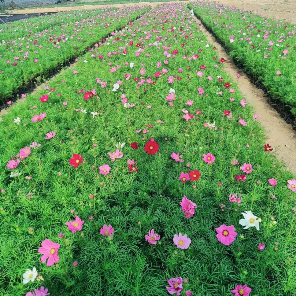 耐寒宿根花卉种植基地