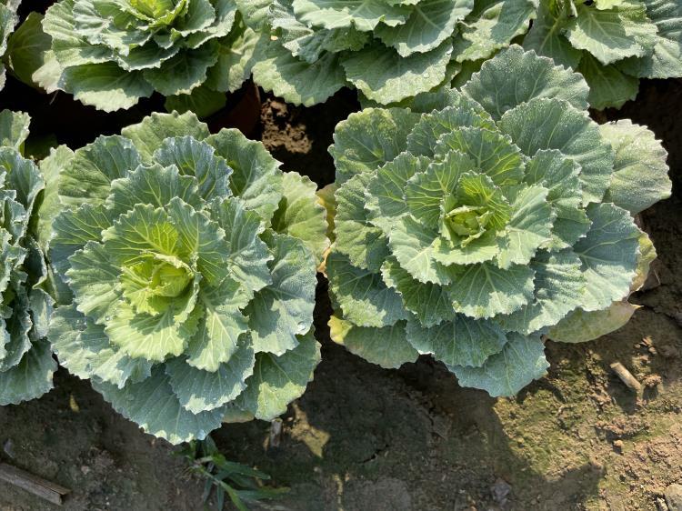 冬季耐寒草花种植基基地