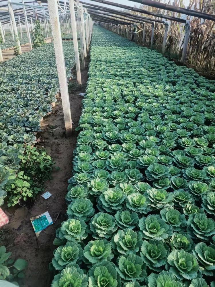 冬季耐寒草花种植基基地