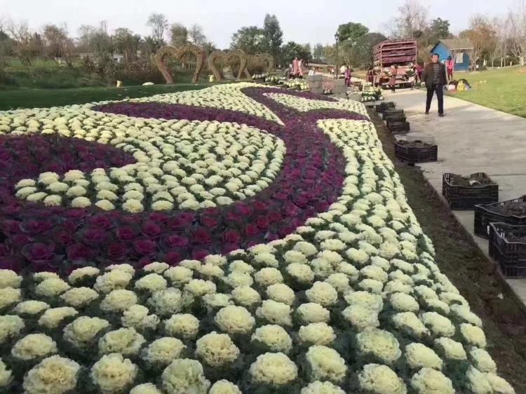 冬季耐寒草花种植基基地