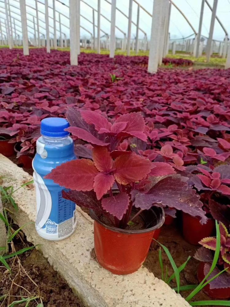 綠化草花批發(fā)種植基地