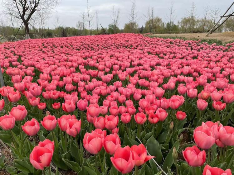 郁金香供应批发基地