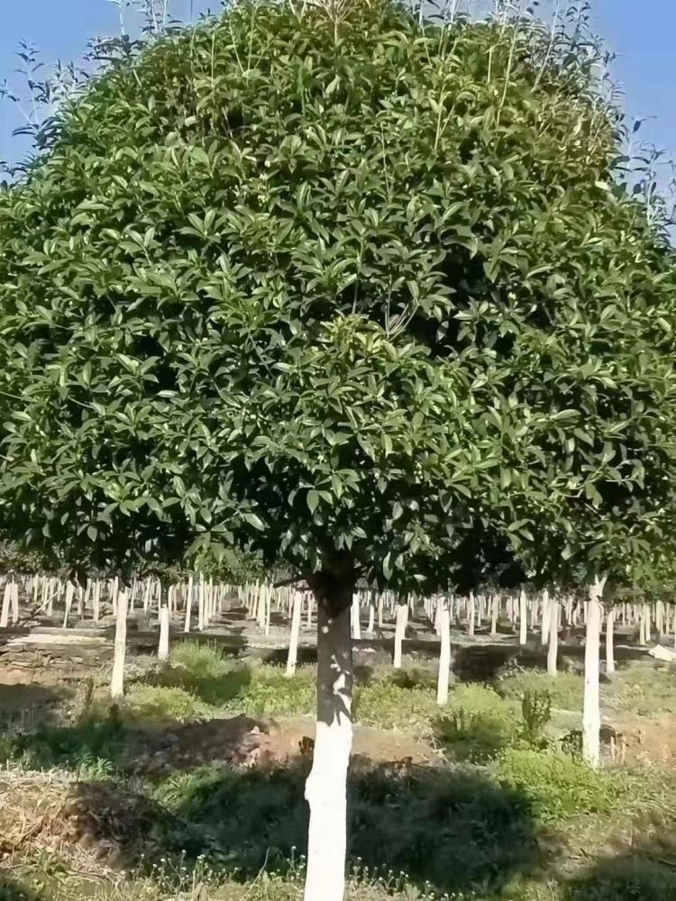 江西桂花桂花报价桂花供应