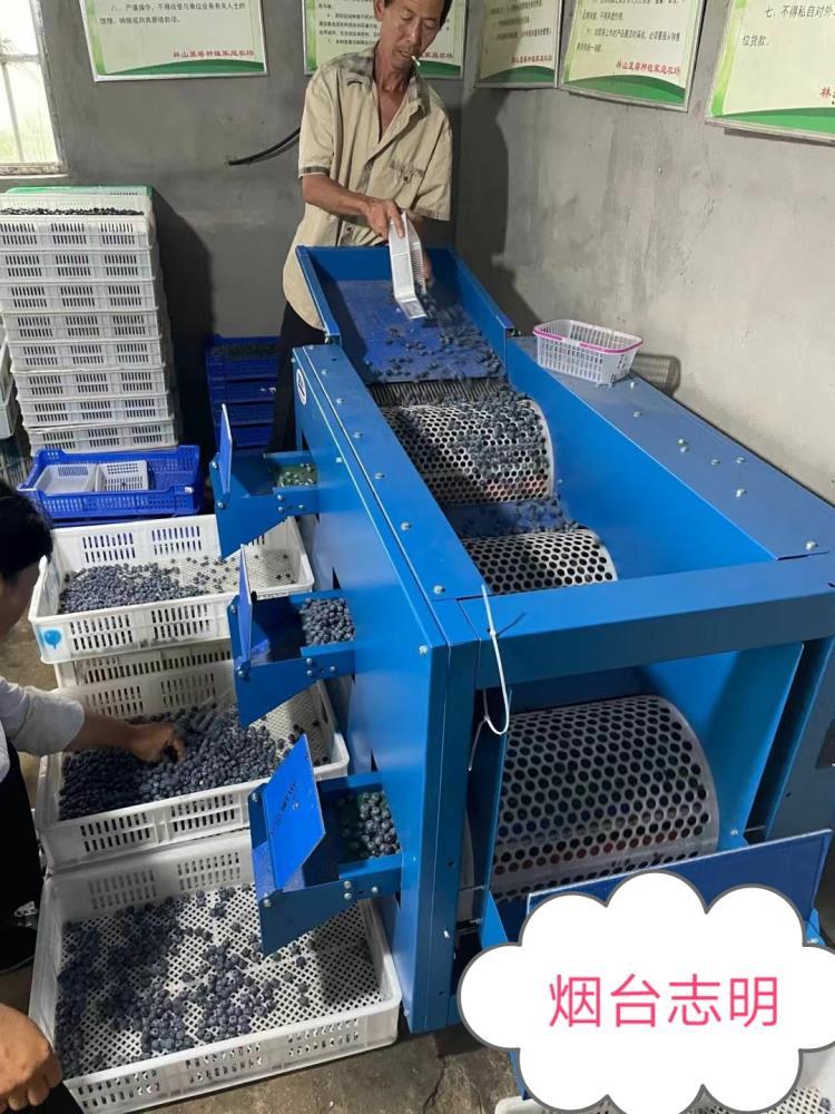 山東煙臺志明牌藍莓滾筒調速皮帶式選果機