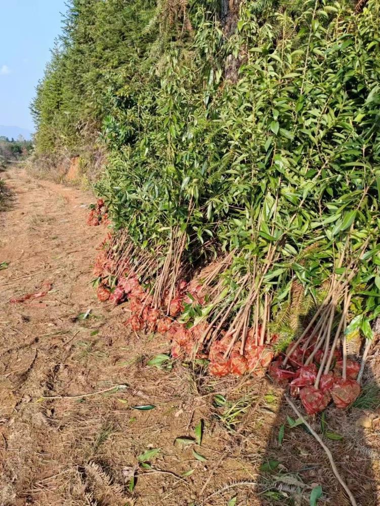 江西木荷报价木荷供应宜春木荷