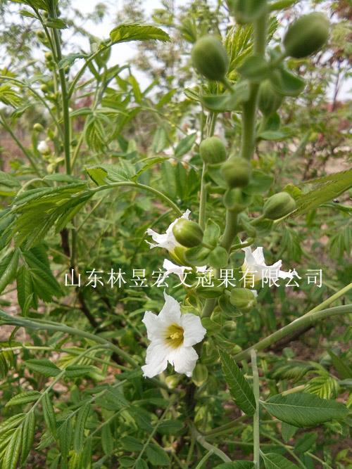 林昱宏文冠果花