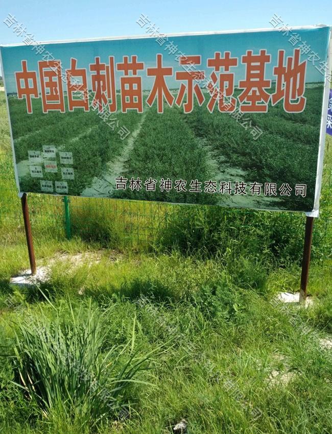 大量批发工程用白刺苗 白刺树苗培育基地 30公分高白刺苗批发