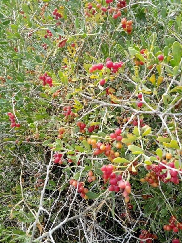 大量供應(yīng)沙漠治理用白刺苗 新疆白刺育苗基地 產(chǎn)地批發(fā)白刺原種