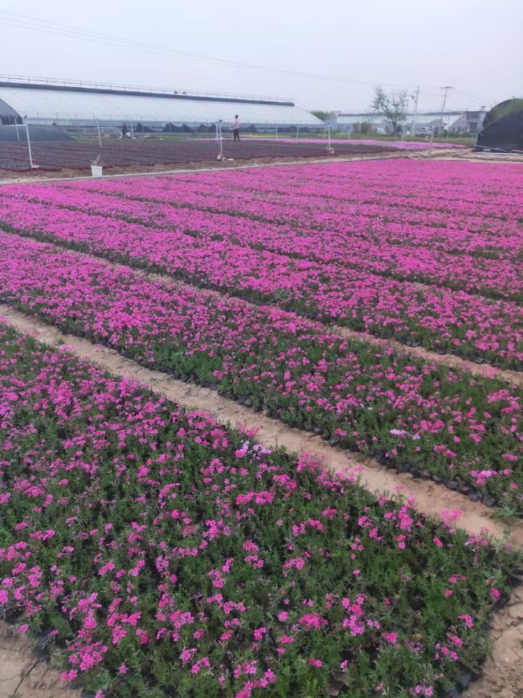 青州芝樱基地