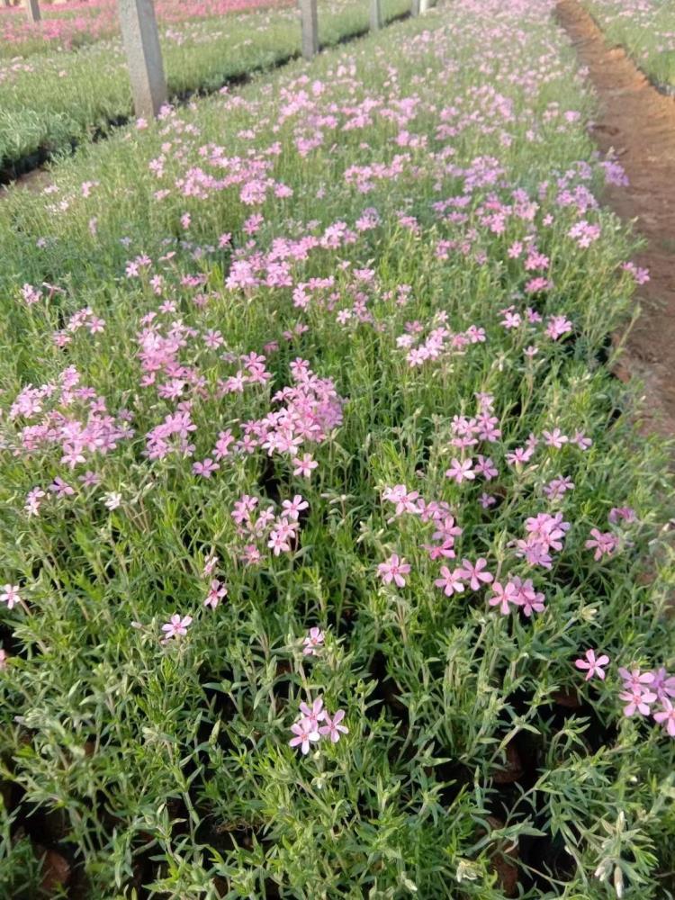 青州芝樱基地