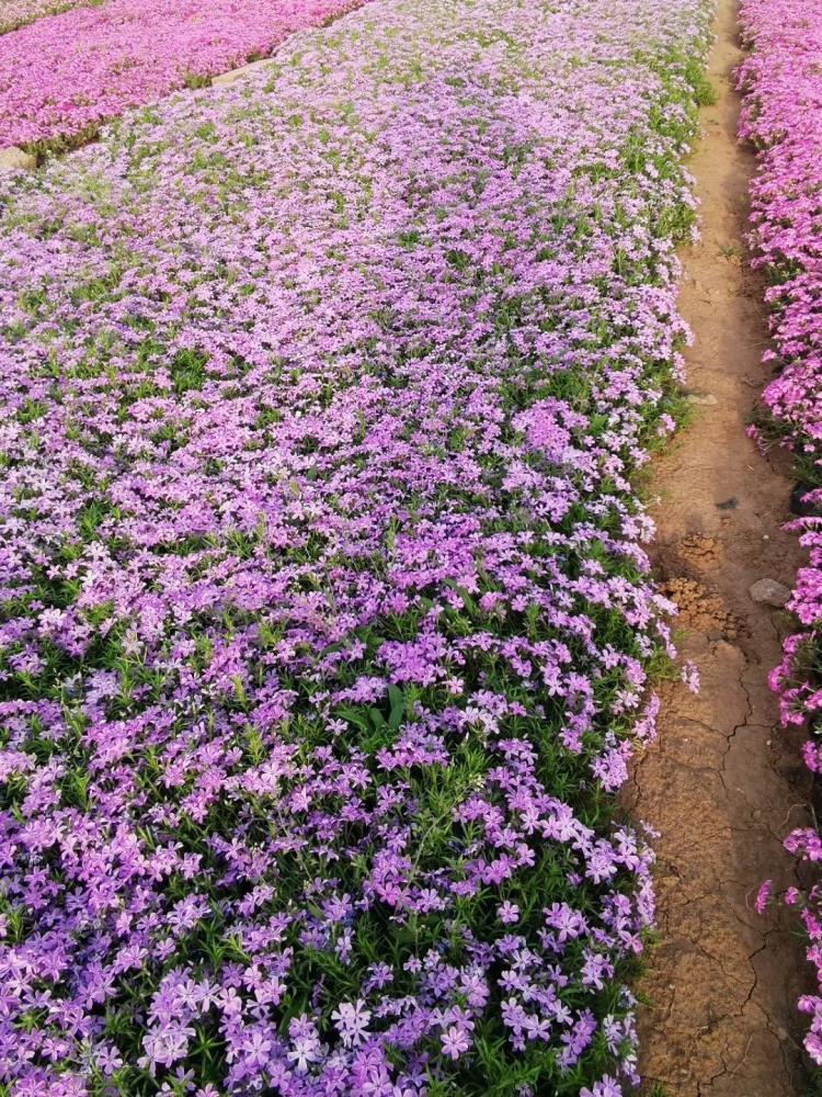 青州芝櫻花海苗供應(yīng)基地