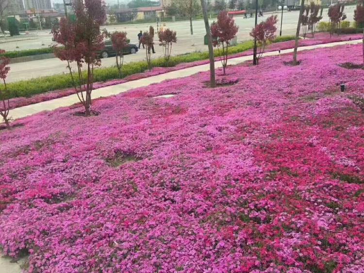 青州芝樱培育基地